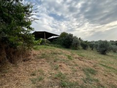 Panoramic Farmhouse with Olive Grove - 19