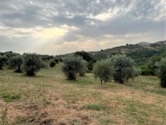 Panoramic Farmhouse with Olive Grove - 17