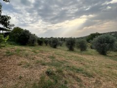 Panoramic Farmhouse with Olive Grove - 18