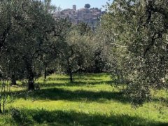 OLIVE GROVE OVERLOOKING THE VILLAGE - 4