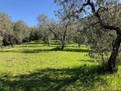 OLIVE GROVE OVERLOOKING THE VILLAGE - 2