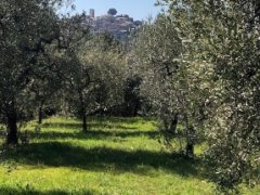 OLIVE GROVE OVERLOOKING THE VILLAGE - 1