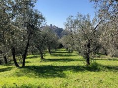 OLIVE GROVE OVERLOOKING THE VILLAGE - 5