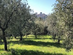 OLIVE GROVE OVERLOOKING THE VILLAGE - 3